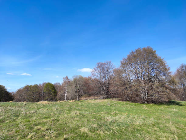 istock Spring landscape of Vitosha Mountain, Bulgaria 1249400185
