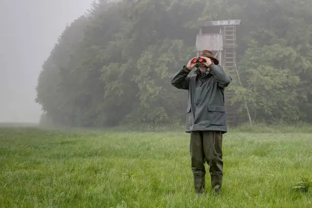 On a foggy, rainy day, a hunter stands with rainwear in front of his huting pulpit in the meadow and watches his hunting area through binoculars.