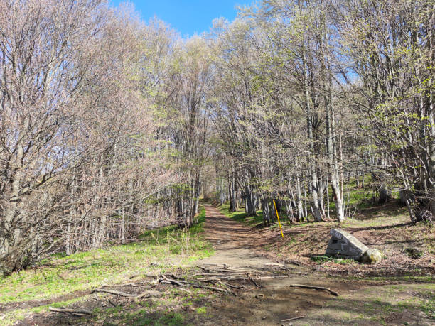 istock Spring landscape of Vitosha Mountain, Bulgaria 1249402261