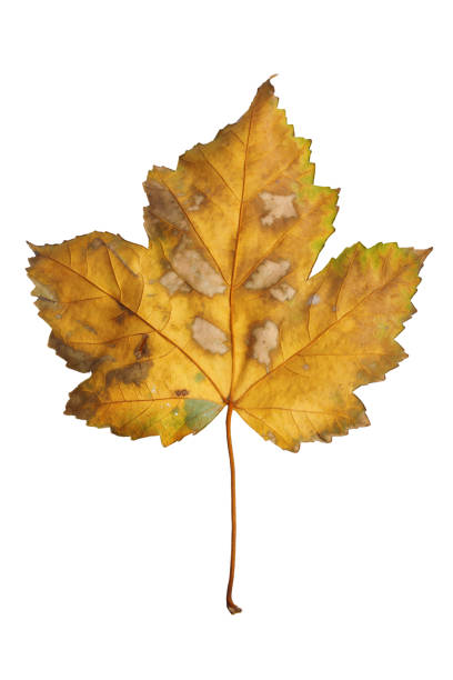 istock Autumn maple branch with leaves  isolated on  background 1249402370