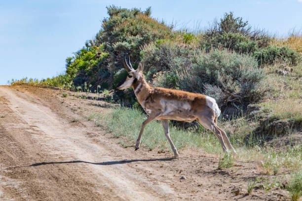 Antelope - Male Pronghorn in high desert sage running