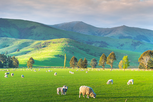Group of White sheep in south island New Zealand with nature landscape background