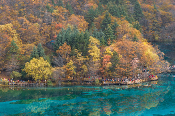 fantástica vista del lago de las cinco flores (lago multicolor) con agua azul entre bosques de otoño en la reserva natural de jiuzhaigou (parque nacional del valle de jiuzhai), china. troncos de árboles sumergidos en la parte inferior. - jiuzhaigou national park jiuzhaigou national park unesco world heritage site fotografías e imágenes de stock