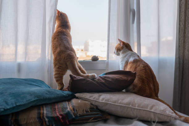 istock three domestic cats play on a table by the window 1249405810