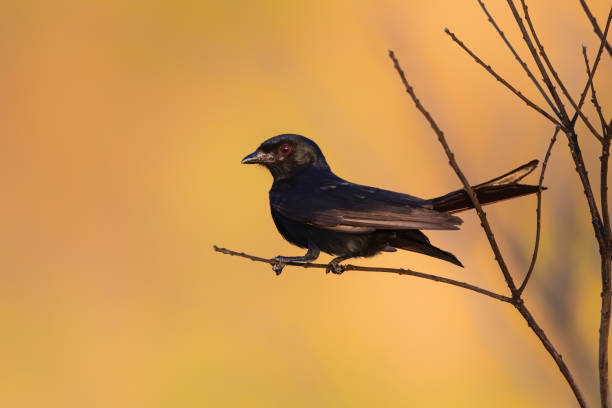 drongo dalla coda a forchetta nel kruger national park - drongo foto e immagini stock