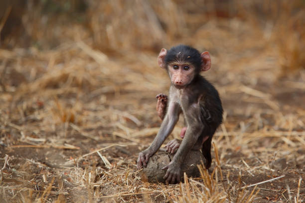 junger pavian im krüger-nationalpark in südafrika - kruger national park monkey baboon africa stock-fotos und bilder