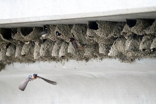 Cliff swallow flying to nesting place under a bridge