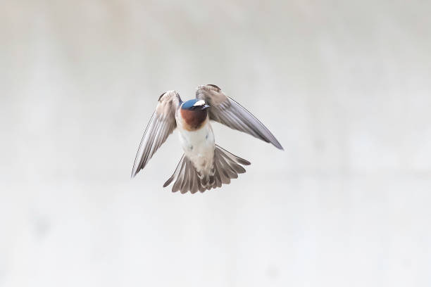 istock Cliff swallows flying to and from mud nest 1249408842