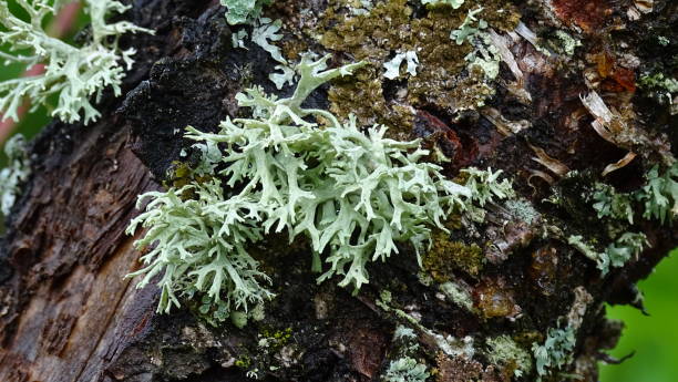 istock Green moss on the brown bark of a tree. Background image. 1249410351