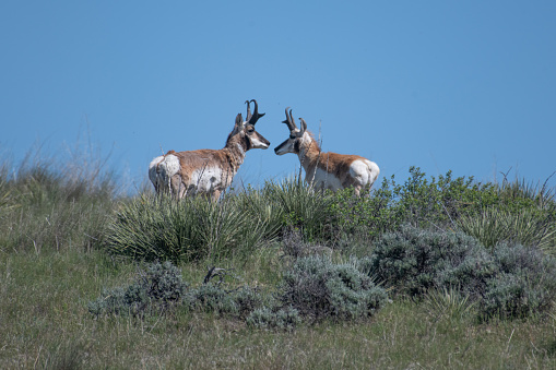 Antelope - Two Male Pronghorn face to face in high desert sage on top of hill