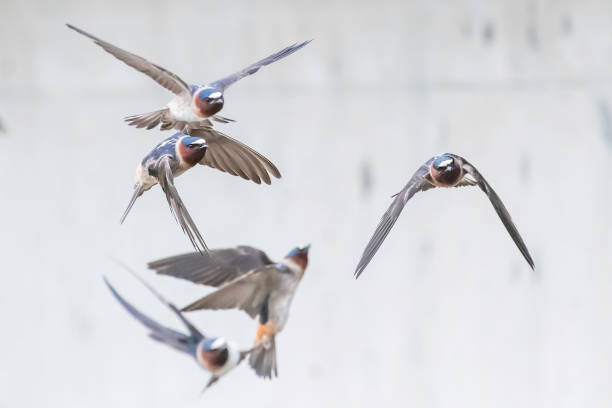 Cliff swallows flying to and from mud nest