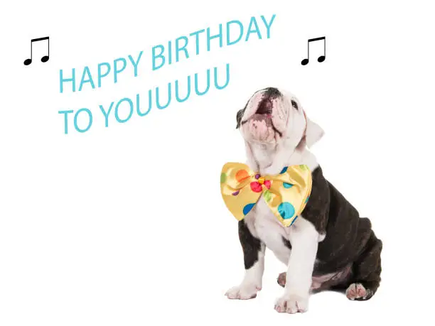 Cute english bulldog puppy sitting and singing happy birthday to you isolated on a white background