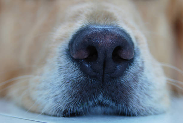 istock Golden Retriever's nose 1249412855