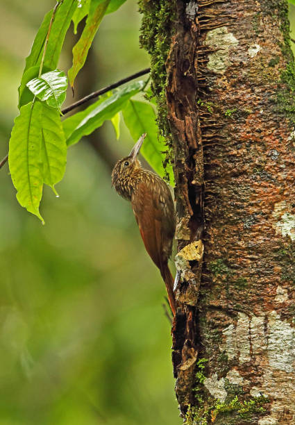 Streak-headed Woodcreeper Streak-headed Woodcreeper (Lepidocolaptes souleyetii compressus) adult clinging to tree-trunk"n"nRio Santiago Nature Resort, Honduras      February 2016 woodcreeper stock pictures, royalty-free photos & images