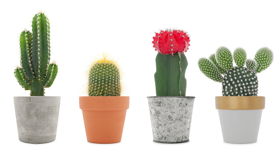 Collection of miniature cactus in various pots isolated on white background