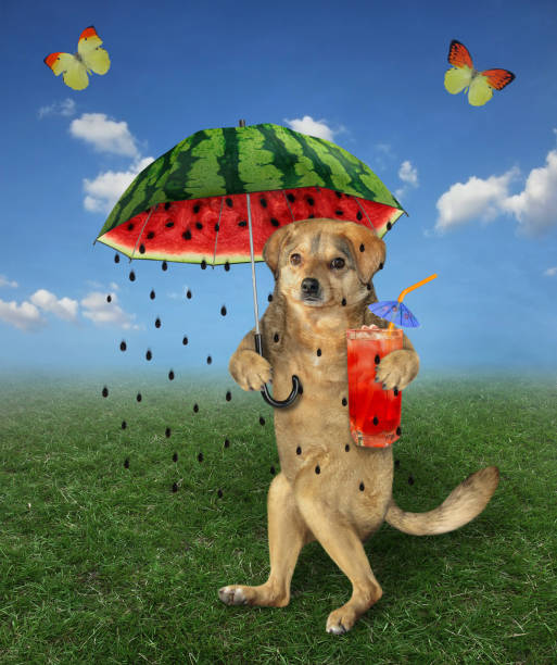 istock Dog walking under umbrella 4 1249413963