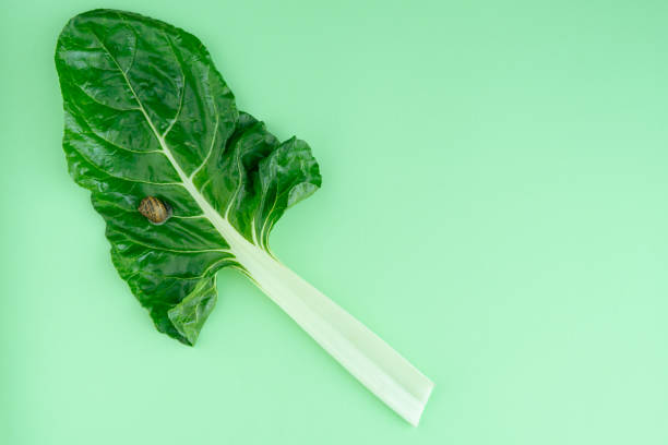 Chard leaf with a snail on a blue background with copy space on the right. Top view.