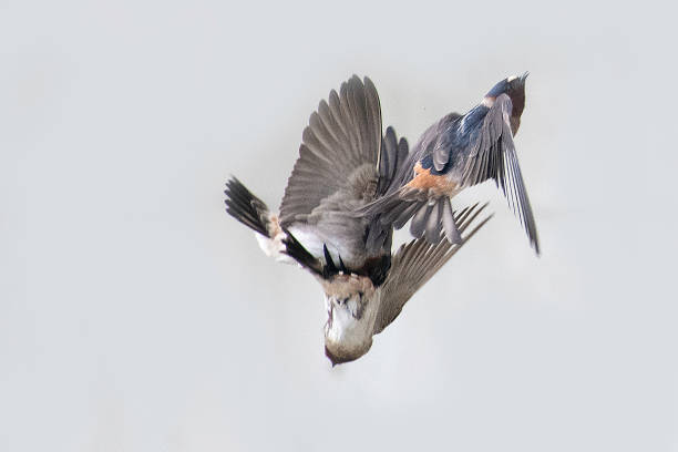 istock Cliff swallows flying to and from mud nest 1249414418