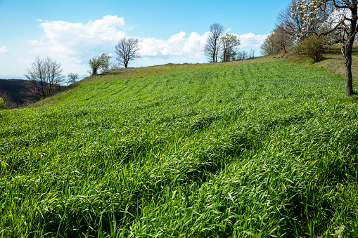 Green field and blue sky on a sunny day