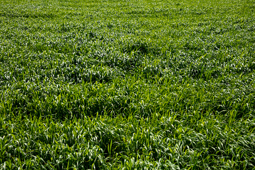 Green grass background image