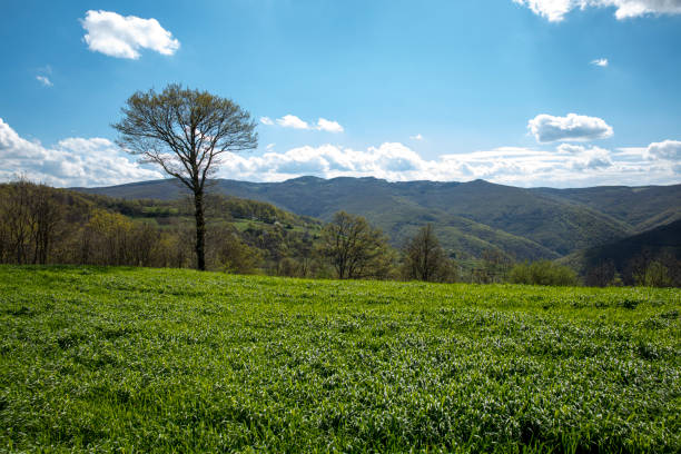 Green field and blue sky on a sunny day