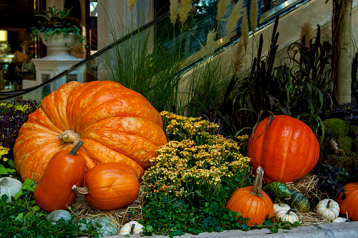 pumpkins and gourds as decorations in autumn