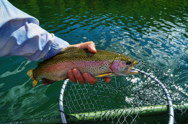 istock Rainbow Trout Closeup Portrait Catch and Release 1249420068
