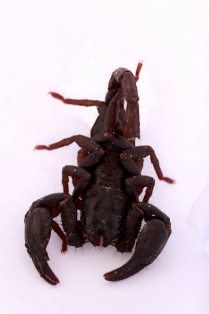 istock Scorpion on white background, poisonous sting at the end of its jointed tail, which it can hold curved over the back. Most kinds live in tropical and subtropical areas. 1249420121