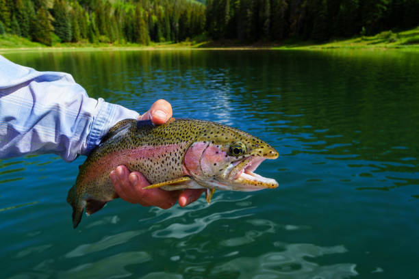 istock Rainbow Trout Closeup Portrait Catch and Release 1249420141