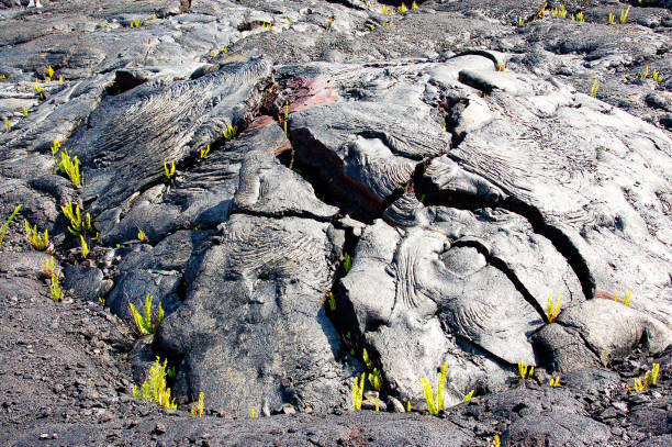 istock lava field at Kalapana 1249420363