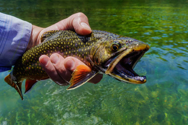 istock Brook Trout Closeup Portrait Catch and Release 1249420573