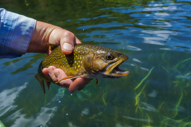 istock Brook Trout Closeup Portrait Catch and Release 1249420629