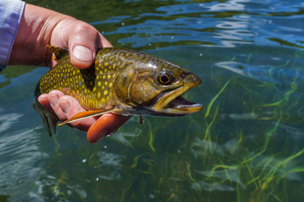 istock Brook Trout Closeup Portrait Catch and Release 1249421309