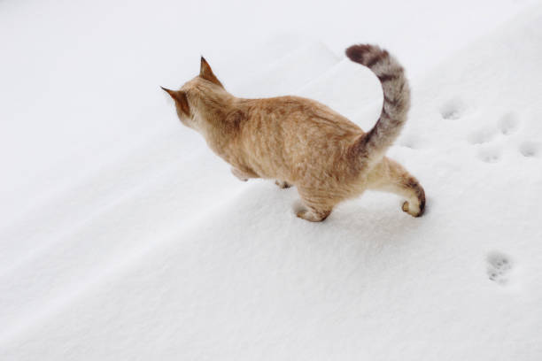 istock Beautiful Siamese red cat walks on outdoors 1249422694