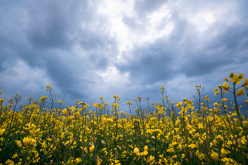 Rapeseed fields and dark sky landscape. Yellow flowers of canola under storm clouds.  Summer nature landscape. Agricultural field in the evening.