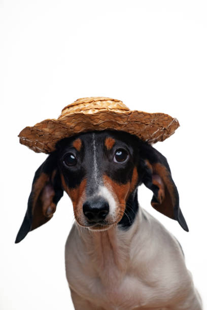 istock image of dog hat white background 1249423065