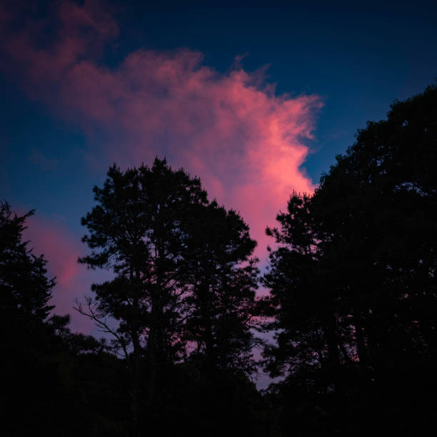 pink clouds over tall pine trees at twilight - pine sunset night sunlight imagens e fotografias de stock