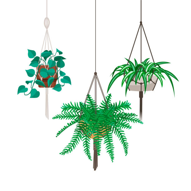 Set of decorative hanging houseplants isolated on white background. Bundle of trendy macrame hangers for plants growing in pots (pilea, string of pearls, planthanger) Cartoon flat vector illustration. Vector set of decorative hanging houseplants isolated on white background. Bundle of trendy macrame hangers for plants growing in pots chlorophytum comosum stock illustrations