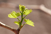 Young inflorescence of grapes on the vine close-up. Grape vine with young leaves and buds blooming on a grape vine in the vineyard. Spring buds sprouting/Sprout of Vitis vinifera, grape vine