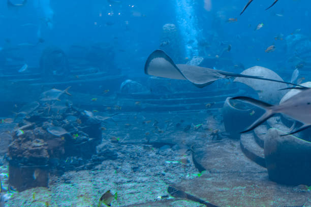istock Sting ray swimming underwater. The short-tail stingray or smooth stingray (Bathytoshia brevicaudata) is a common species of sting-ray in the family Dasyatidae. Atlantis, Sanya, Hainan, China. 1249424720