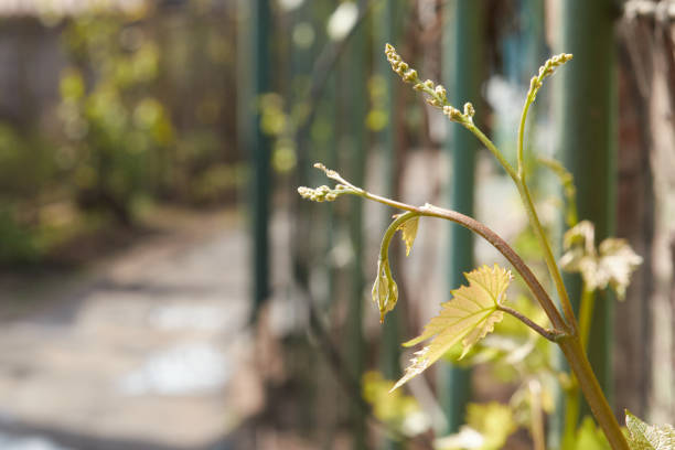 Growing cucumbers and harvesting. Organic production. Ecological products. Home greenhouse