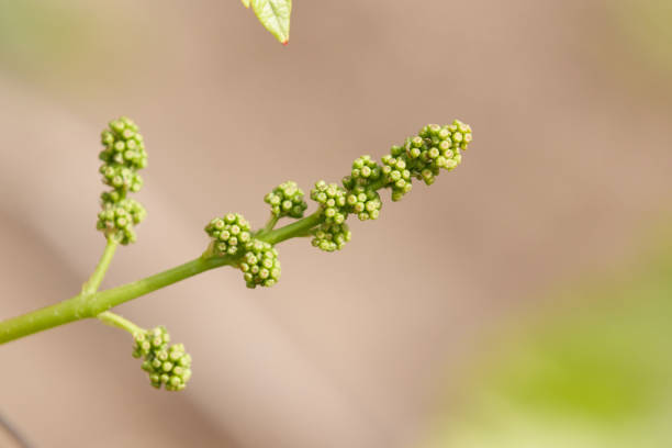 istock Small bunches of grapes on grape plant 1249424743