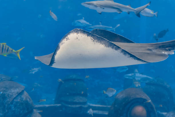 Sting ray swimming underwater. The short-tail stingray or smooth stingray (Bathytoshia brevicaudata) is a common species of sting-ray in the family Dasyatidae. Atlantis, Sanya, island Hainan, China.