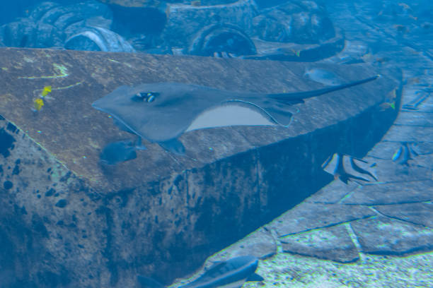istock Sting ray swimming underwater. The short-tail stingray or smooth stingray (Bathytoshia brevicaudata) is a common species of sting-ray in the family Dasyatidae. Atlantis, Sanya, Hainan, China. 1249424768