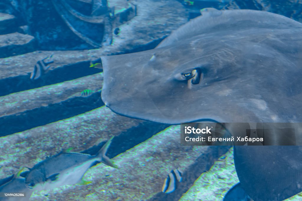Smooth Ray Sting Ray Swimming Underwater The Shorttail Stingray Or Smooth Stingray ...