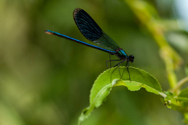 istock Close-up of a dragonfly 1249426413