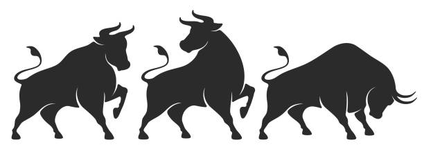 Bull Set Bull set. Stylized silhouettes of standing in different poses and butting up bulls. Isolated on white background. Bull logo designs set. Vector illustration. cattle illustrations stock illustrations