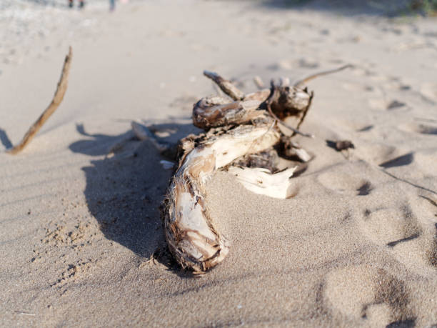 Manning     Point Beach and Driftwood on the Mid North Coast