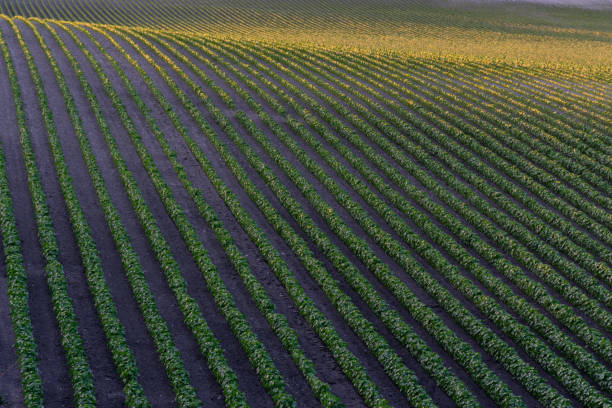 istock Rows of crop plants 1249429162
