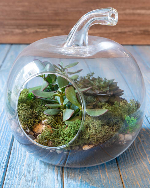 istock Terrarium, sand, rock, succulent, cactus, moss in the glass 1249429764